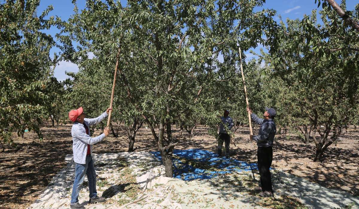 Kurtuluş Ormanında Badem Hasadı Başladı